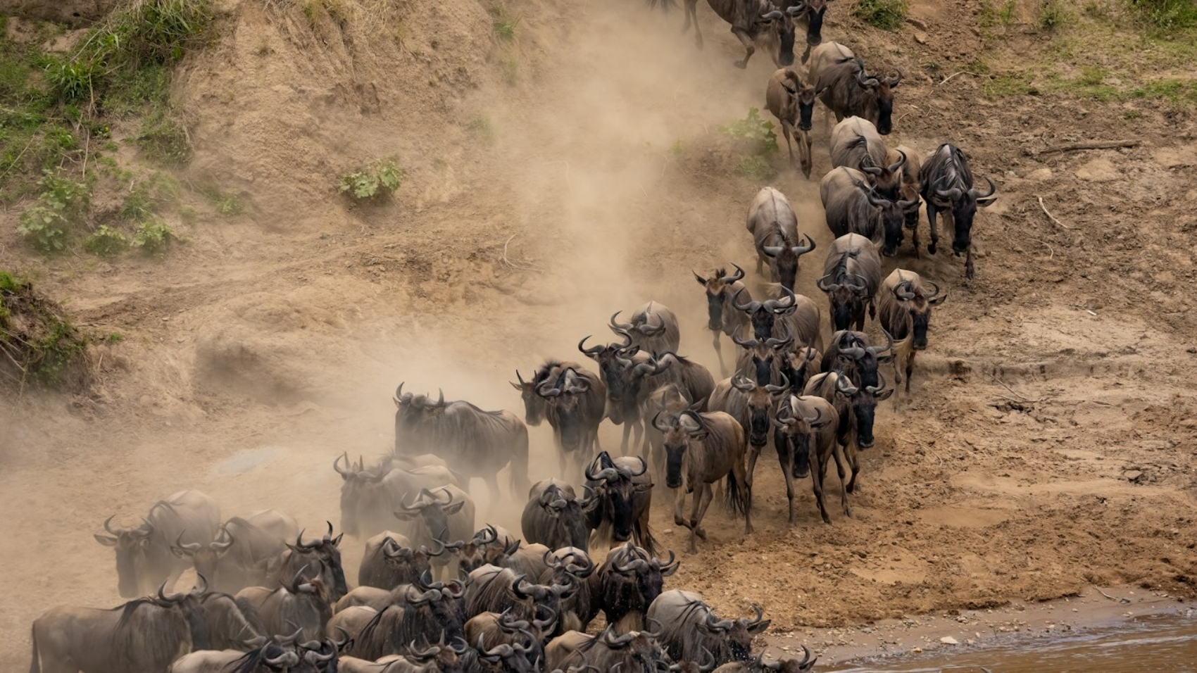 The Great Migration in Africa