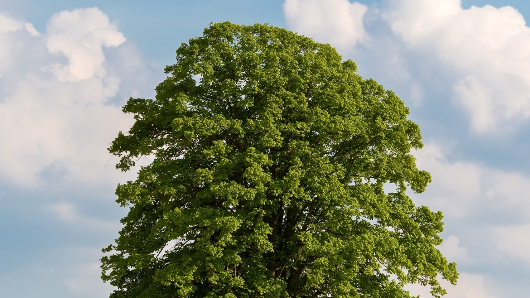 Solitary Tree